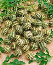 Image result for Cucumis myriocarpus