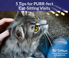 Dfw pet sitting offers very competitive pet sitting rates on all our services, including dog walking and cat sitting. 5 Tips For Purr Fect Cat Sitting Visits