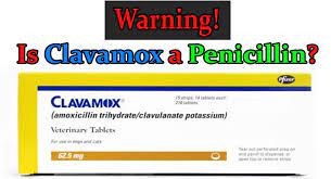 Pin On Clavamox For Dogs