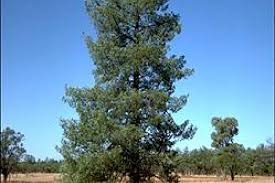 Image result for Callitris