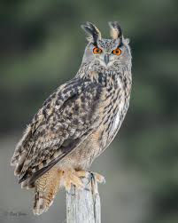 Eurasian Eagle Owl Birds Of Prey Eurasian Eagle Owl Owl Birds