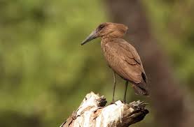 Hamerkop Scopus Umbretta Visit Uganda The Pearl Of Africa With Kwanza Tours Www Kwanzatours Com Info Kwanzatours Com Weird Your Calling Bird Species