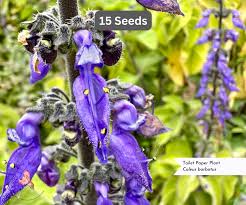 Image result for Coleus barbatus