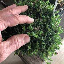 Check spelling or type a new query. Ruschia Lineolata Nana At San Marcos Growers