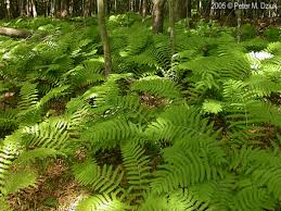 Image result for Osmunda