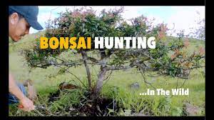 Small trees growing in the wild provide opportunities for bonsai cultivation that cannot be found in nursery stock or carefully raised seedlings. Natural Bonsai Hunting In The Wild Bonsai Materials Part 1 Youtube