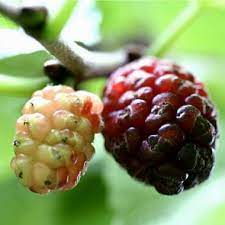 Wikimedia commons has media related to trees of north america. All American Tree Fruits Growing Organic Food Mulberry Fruit Fruit Trees