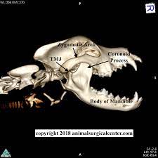 Know how to use it. Animal Surgical Center Of Michigan Veterinarian In Flint Mi