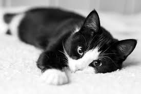 Black And White Names For Cats Find A Name For Your Baby Beautiful Cats Cute Cats Pretty Cats