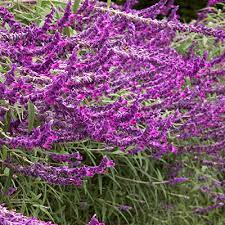 We did not find results for: 18 Beautiful Deer Resistant Shrubs