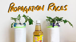 Closing this issue because it is not a cinnamon bug. Testing Cinnamon As Rooting Hormone What Is The Quickest Way To Propagate Plants Youtube