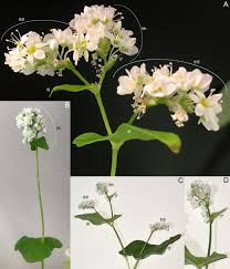 Image result for Fagopyrum esculentum