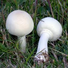 California Fungi: Leucocoprinus leucothites