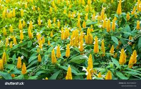 Image result for Pachystachys lutea