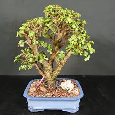 Image result for Portulacaria