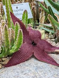 Image result for Stapelia