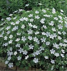 Géranium vivace (geranium spp.) plantes robustes et rustiques à feuillage souvent décoratif, les géraniums forment des touffes type de plante : Geranium Vivace Sanguineum Album Plante En Ligne