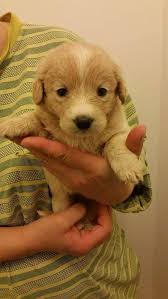 2,682 likes · 122 talking about this · 143 were here. Adopter Un Animal De Serbie Roumanie D Ici Ou D Ailleurs Facebook