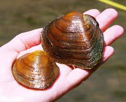 Image result for Urochloa platynota