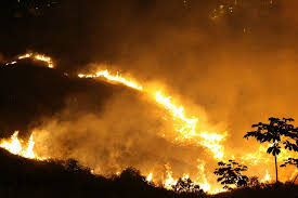 Noticias de incendio en cali, fotos y videos. Incendio Forestal Consume El Cerro De Cristo Rey En Cali El Espectador