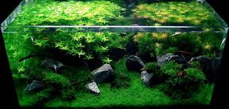 Aquascaping your tank can be incredibly exciting, but also intimidating, daunting, and challengingly complex, especially for beginners. Shrimp Tank Aquascape Aquascape Ideas