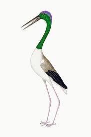 Bird With Long Legs And Long Beak Download Premium Illustration Of Long Legged Wading Bird Vintage In 2020 Illustration Vintage Illustration Long Legs