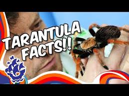 Spider Facts And Information For Children Spiders For Kids