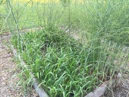 We did not find results for: Ask A Question Forum How To Kill Johnson Grass In Asparagus Bed Garden Org