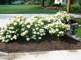Check spelling or type a new query. Little Lamb Hydrangea Hydrangea Landscaping Hydrangea Paniculata Hardy Plants
