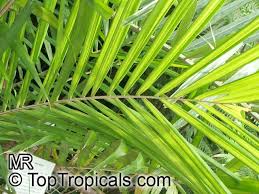 Image result for Elaeis guineensis