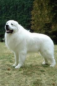 Great Pyrenees Dog Breed Information