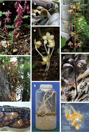 Heterotroph:an organisms that rely on other organisms for their nutrition. Evolutionary Histories And Mycorrhizal Associations Of Mycoheterotrophic Plants Dependent On Saprotrophic Fungi Springerlink