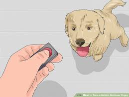 6 Ways To Train A Golden Retriever Puppy Wikihow