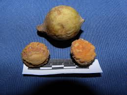 Image result for Pouteria pseudoracemosa