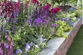 Never plant when the ground. Ready Made Long Flowering Border Modeste Herwig For Sale Buy Online For Only 199 99
