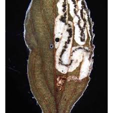 Image result for Stigmella dryadella
