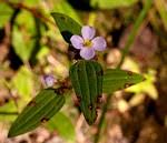 Image result for Antherotoma debilis