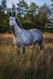 Last updated march 01, 2019. Horse Paard Pony Grey Horse Schimmel Horse Love Horse Pic Horse Photografy Horse In The Field Equine White Horse Grijze Paarden Mooie Paarden Paarden