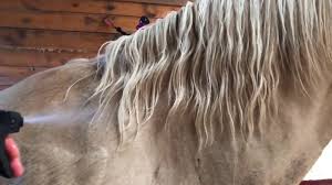 The organic name points to the in addition to controlling horse flies, ecosmart organic will also prevent attacks from horn flies, house flies, face flies, deer flies, and stable flies. 9 Best Fly Spray For Horses In 2021 Pestpolicy