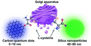 The golgi apparatus is an organelle found in most eukaryotic cells, including in plant cells. Chiral Nanoprobes For Targeting And Long Term Imaging Of The Golgi Apparatus Chemical Science Rsc Publishing