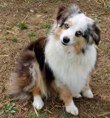 Australian Shepherd Black And White Dog With Blue Eyes Females At Justa Little Aussie Toy Aussie Mini Minature Australian Shepherd Teacup Blue Merle Tri Blue Eyes Australian Shepherd Mini Australian Shepherds Dogs