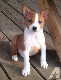Meet our new basenji puppy. Basenji Pets And Animals Forsale Usa