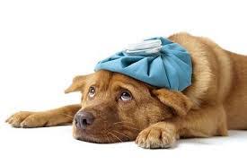 Justanswer.com has been visited by 100k+ users in the past month How To Know When Your Dog Is Sick