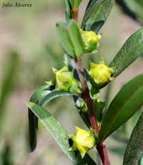 Image result for Heimia salicifolia