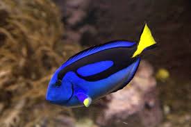 Dory is a blue tang or palette surgeonfish. In Finding Nemo What Kind Of Fish Is Dory Quora