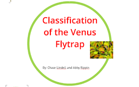 Classification Of The Venus Flytrap By Chase Lindell On Prezi