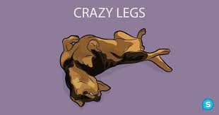 This Is What It Means When Dogs Follow You Into The Bathroom I Never Knew This Dog Sleeping Positions Sleeping Dogs Dog Behavior