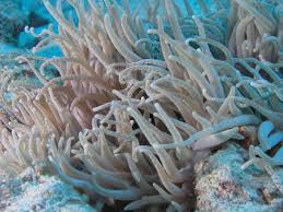 Image result for Sebaea sedoides