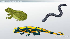 Of or relating to the class amphibia. Amphibians Lesson For Kids Definition Facts Video Lesson Transcript Study Com