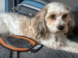 Arthur dog of the month ****** Arthur is 4 years old, he has had a rough  time of it with two legs operated